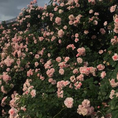 Highnoon - Semi Sweet (2019)