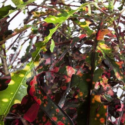 Anne Guthrie - Codiaeum Variegatum (2019)