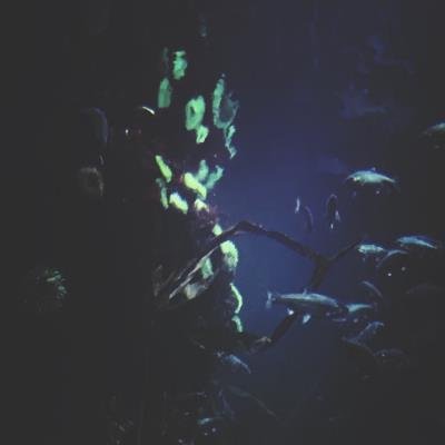 Academy Garden - Little Trip, Big World (2019)