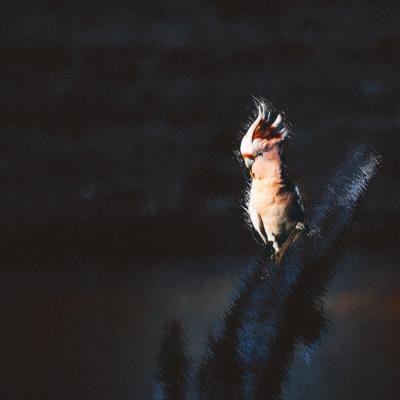 cln - Dawn Chorus (2019)