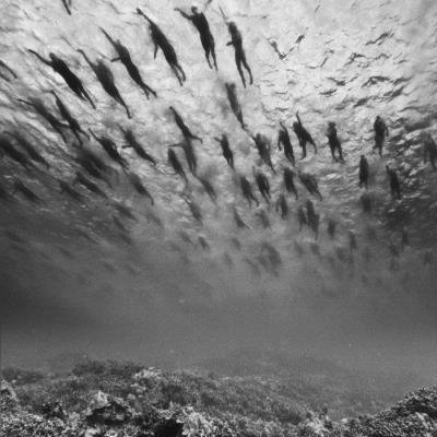 Masque Zaouli (2020)