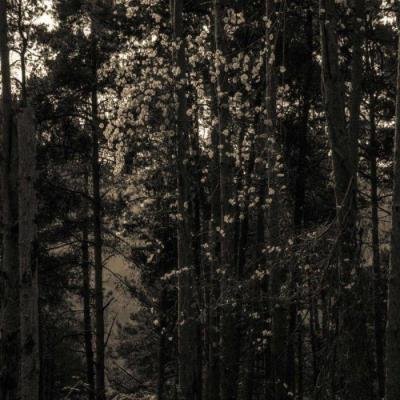 Francois Dillinger - Icosahedrone (2021)