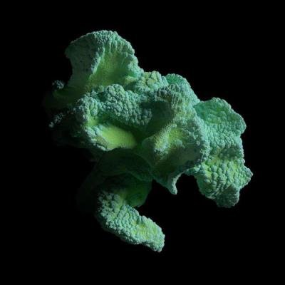 IV Off Sonar 2021 Compilation (2021)