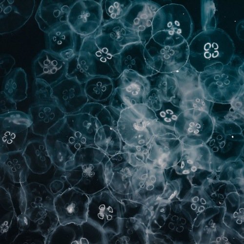 Deep Electronics (2021)