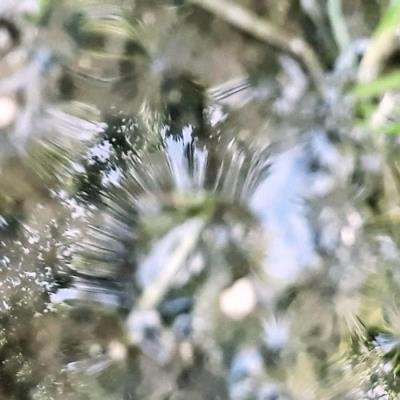 Cauê - Animismo Natural (2021)