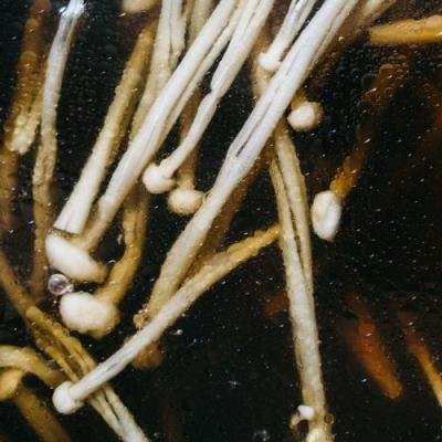 Matthias Lindermayr - Triptych (2021)