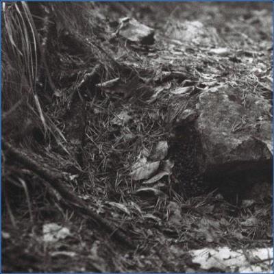 Nocturnal Nightmare - Abstrakt Sinne (2021)