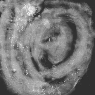 Kosei Fukuda - Ruten minus (Remixes) (2021)