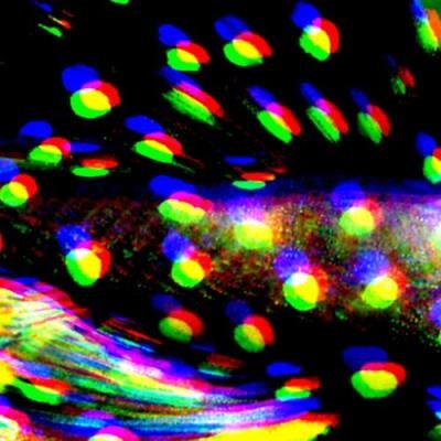 Maltitz - Cape Galaxias (2021)