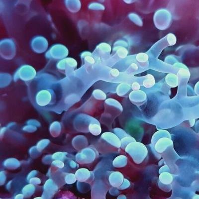 Tommaso Nudo - Appròdo EP (2022)