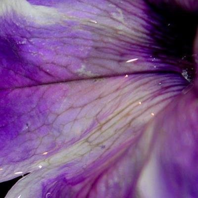 Cynthia Spiering - COURTOISYD05 (2021)